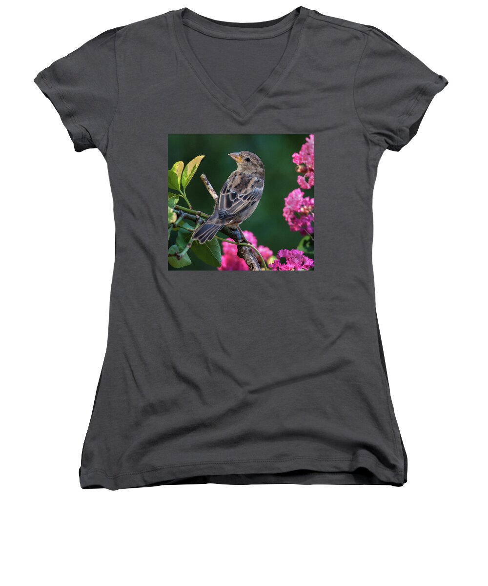 Finch Women's V-Neck featuring the photograph Adorable House Finch by Jim Moore