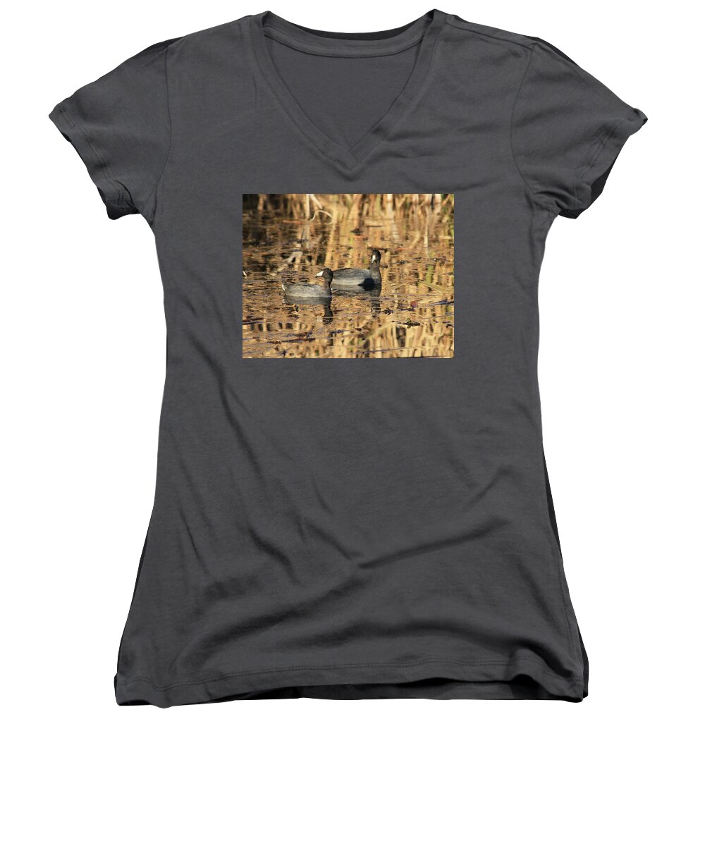American Coot Women's V-Neck featuring the photograph American Coots by Jerry Battle