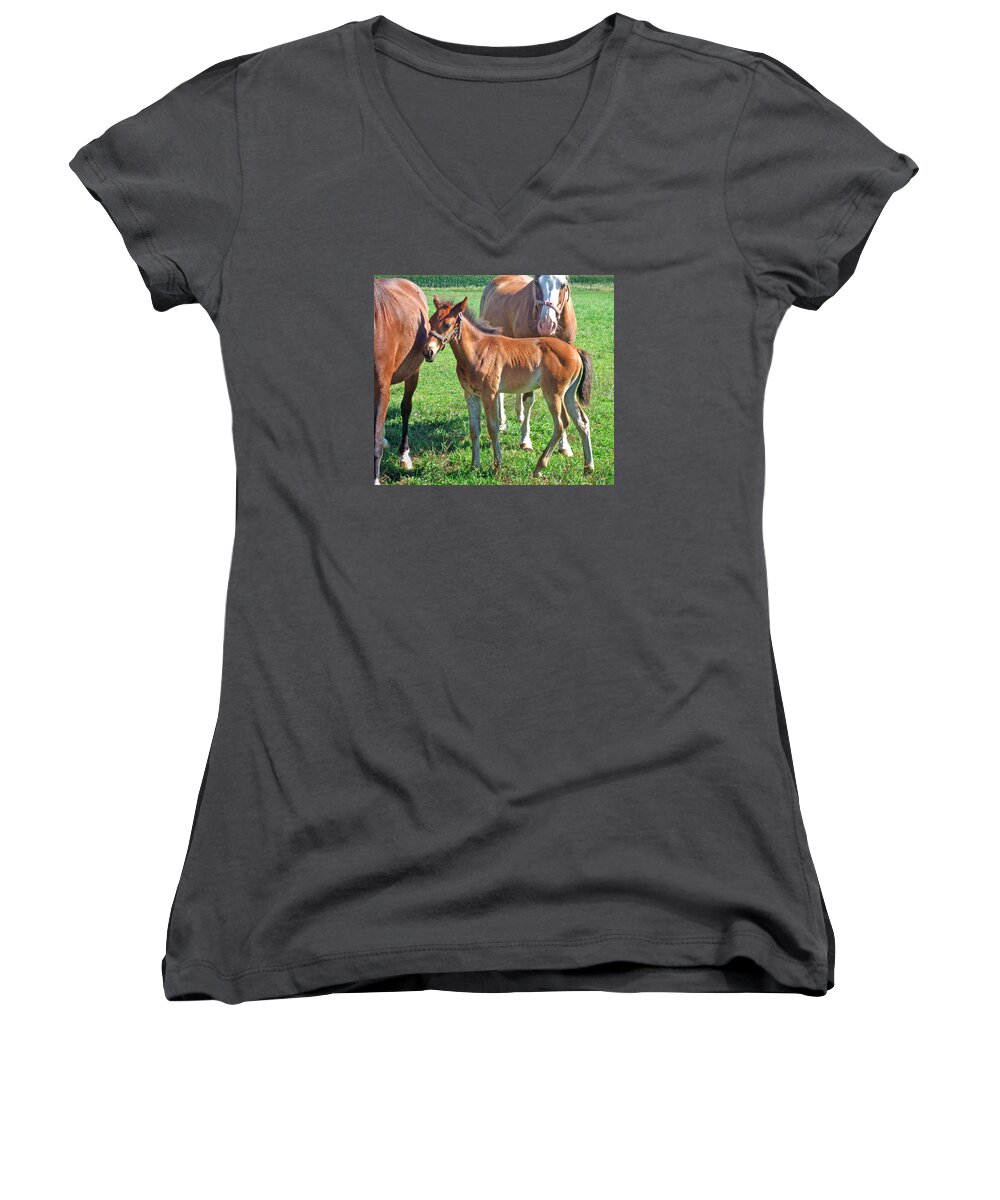 Amish Pony Women's V-Neck featuring the photograph Amish Pony by Kris Rasmusson