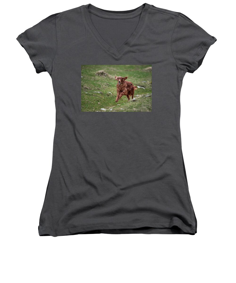Dog Women's V-Neck featuring the photograph Back in game by Robert Krajnc