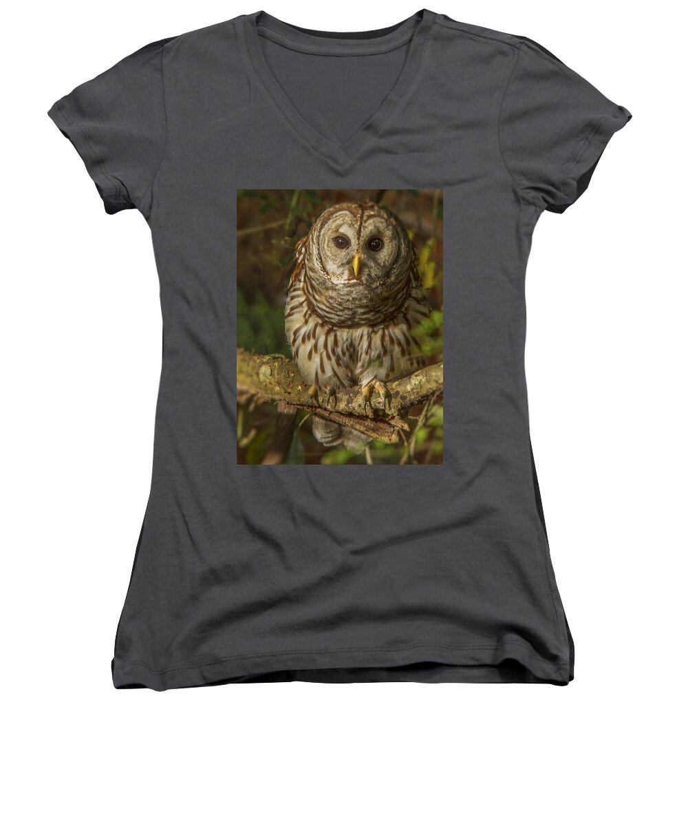 Cute Barred Owl Women's V-Neck featuring the photograph Barred Owl on the alert by Jean Noren