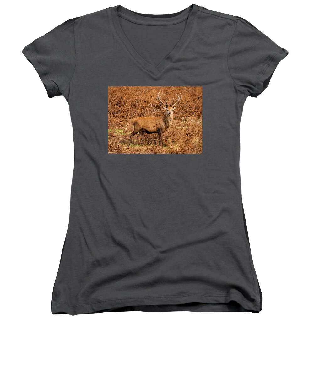 Red Deer Women's V-Neck featuring the photograph Battle Scarred Beauty by Nick Bywater