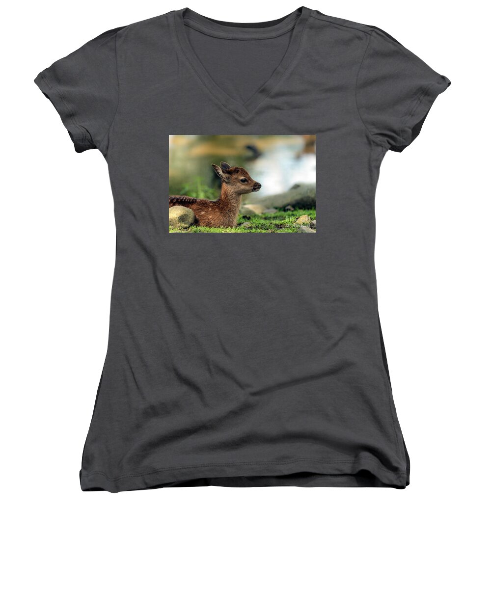 Fawn Women's V-Neck featuring the photograph Beautiful fawn resting by Sam Rino