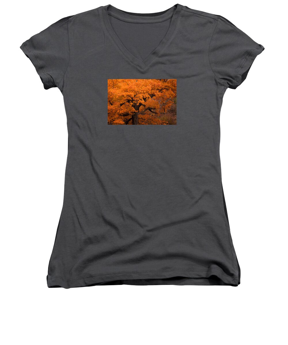 Gold Women's V-Neck featuring the photograph Beautiful orange tree on a fall day by Joni Eskridge