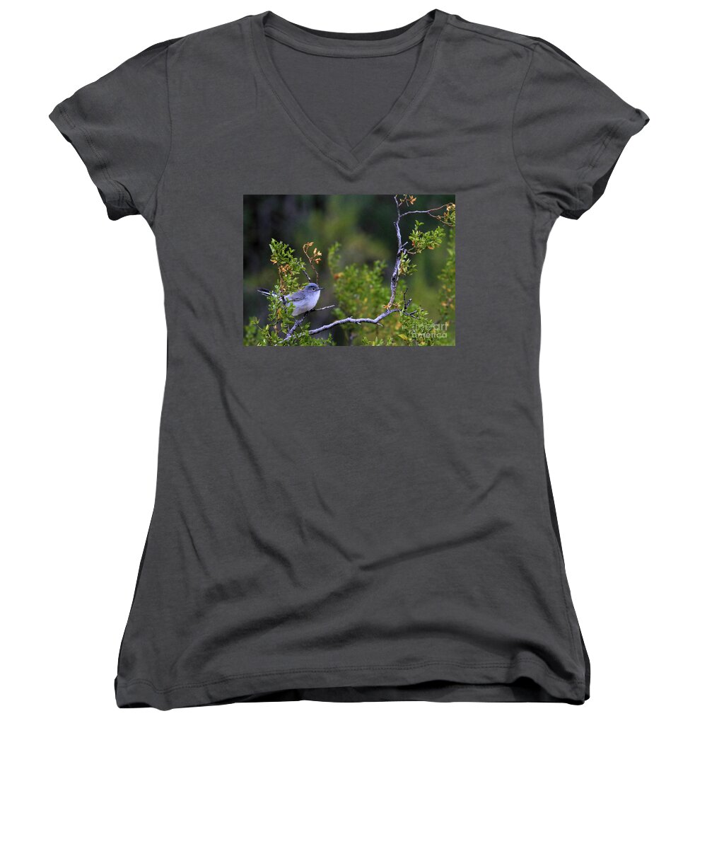 Blue-gray Gnatcatcher Women's V-Neck featuring the photograph Blue-gray gnatcatcher by Paula Guttilla