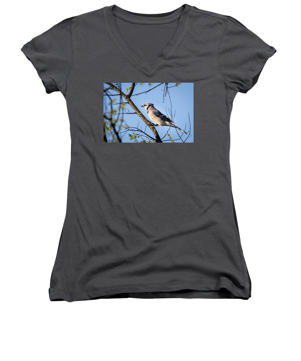 Wildlife Women's V-Neck featuring the photograph Blue Jay by John Benedict