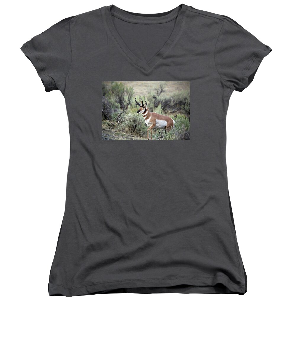 Pronghorn Antelope Women's V-Neck featuring the photograph Pronghorn Buck by Jean Clark