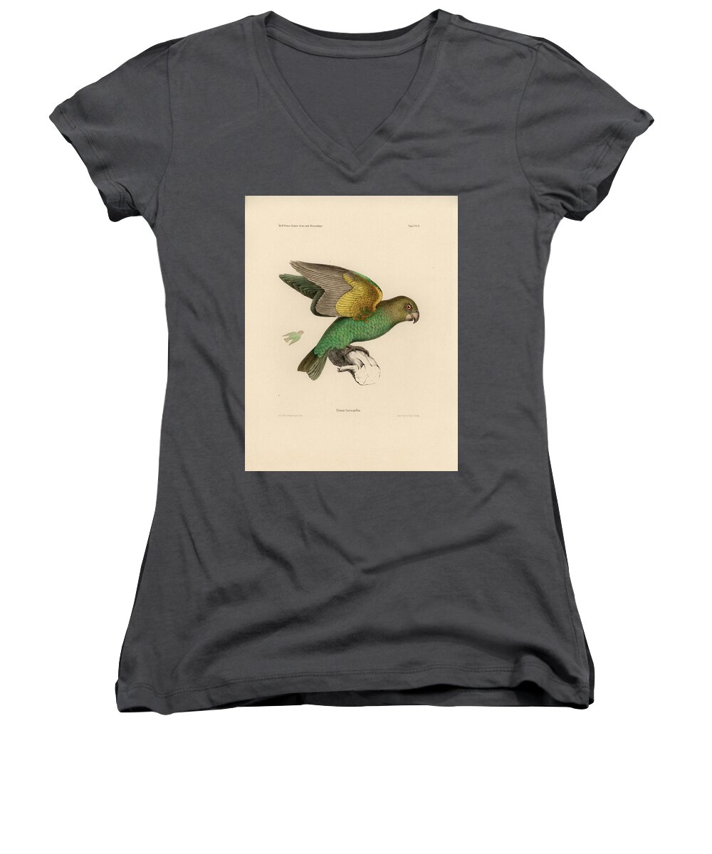 Brown-headed Parrot Women's V-Neck featuring the drawing Brown-headed Parrot, Piocephalus cryptoxanthus by J D L Franz Wagner
