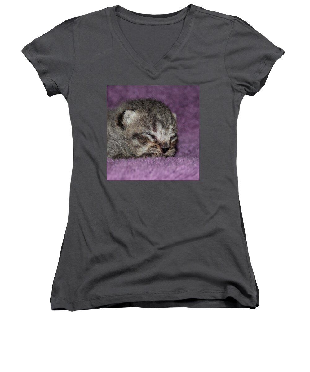 Animal Women's V-Neck featuring the photograph Brown Taby Scottish Fold Kitten 2 by Robert Morin