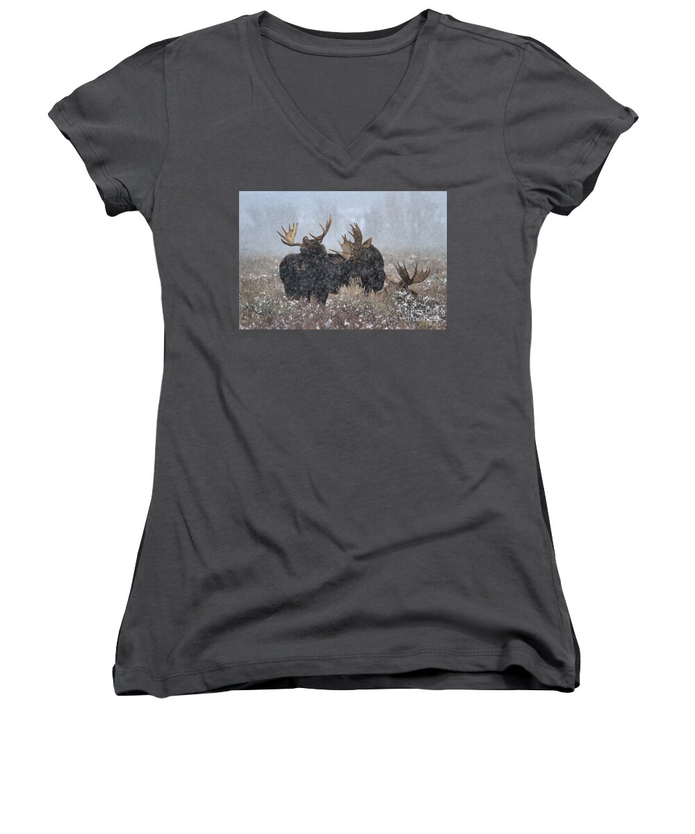 Moose Women's V-Neck featuring the photograph Bulls In The Snow by Adam Jewell