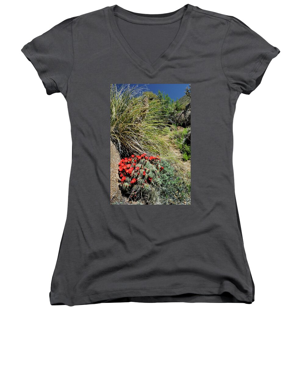 Landscape Women's V-Neck featuring the photograph Crimson Barrel Cactus by Ron Cline