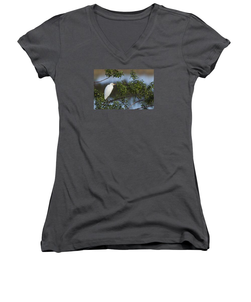 Cattle Women's V-Neck featuring the photograph Cattle Egret in the morning light by David Watkins