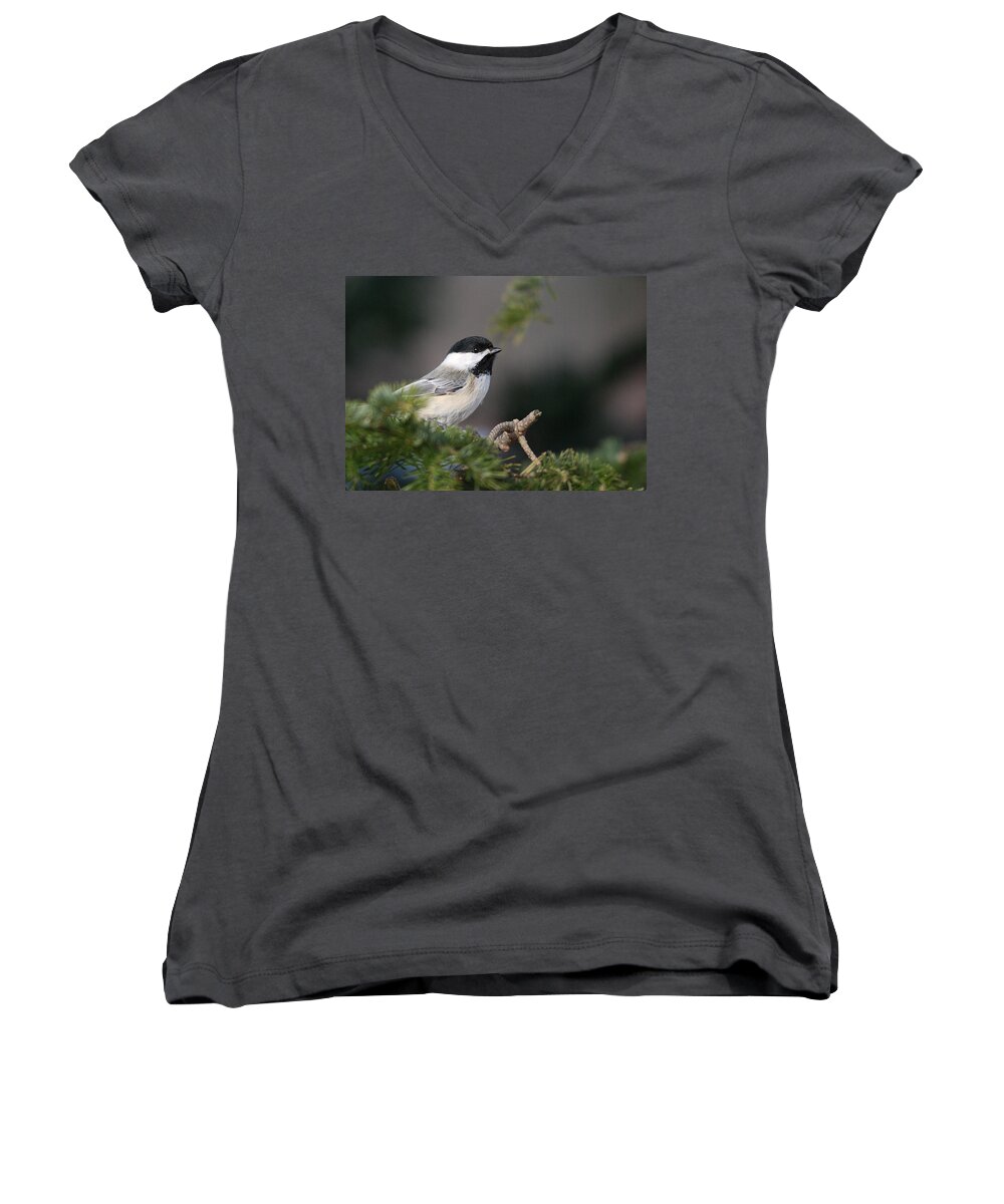 Birds Women's V-Neck featuring the photograph Chickadee in balsam tree by Sue Capuano