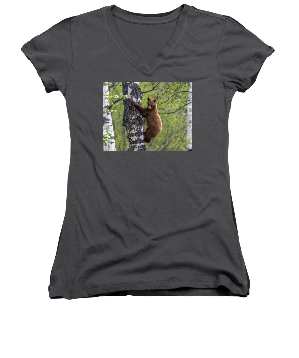 Bear Women's V-Neck featuring the photograph Cinnamon Climb by Kevin Dietrich