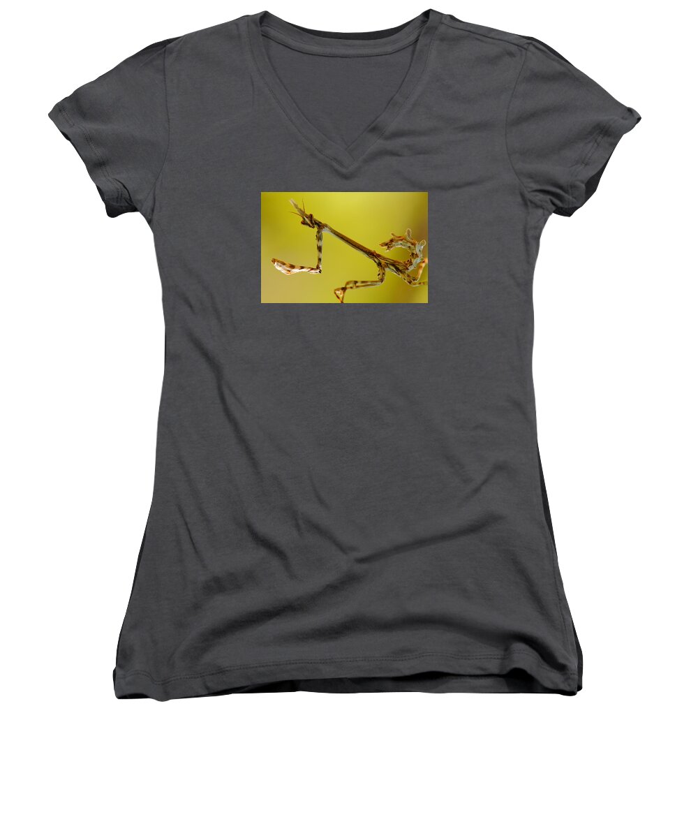 Wildlife Women's V-Neck featuring the photograph Cone Head Mantis by Richard Patmore
