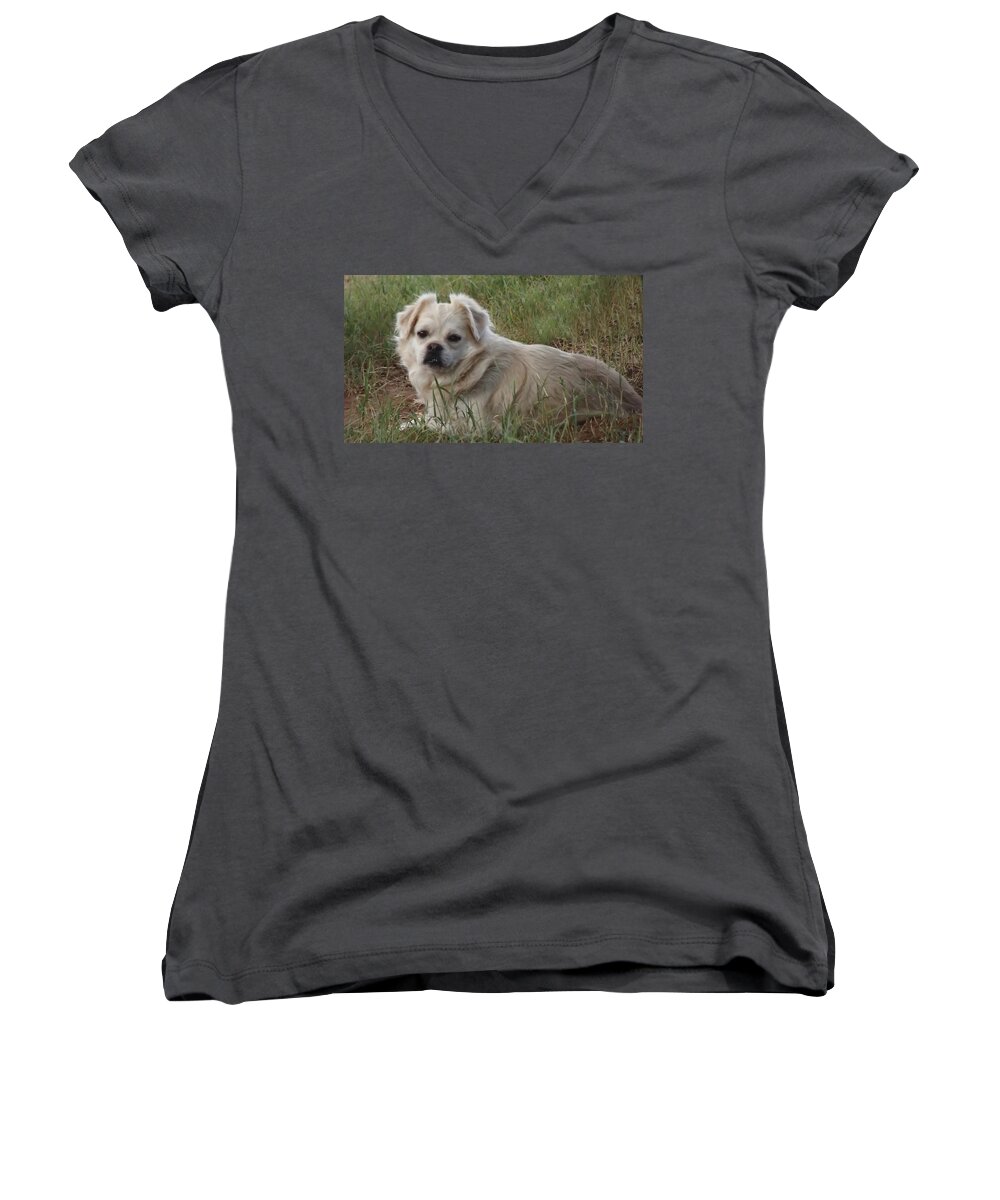 Animal Women's V-Neck featuring the photograph Cotton in the Grass by Shelli Fitzpatrick