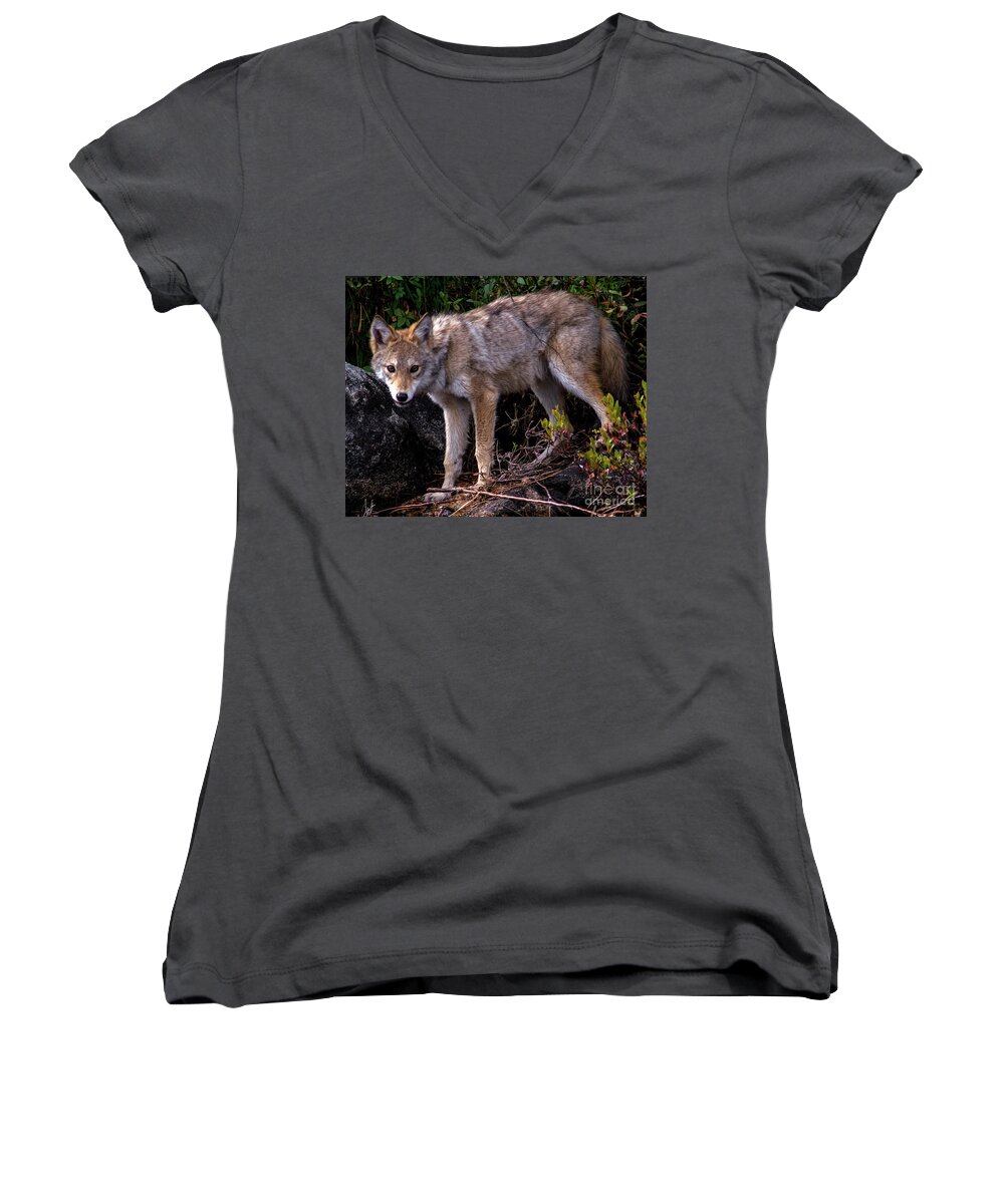 Coyote Women's V-Neck featuring the photograph Coyote Portrait by Jane Axman