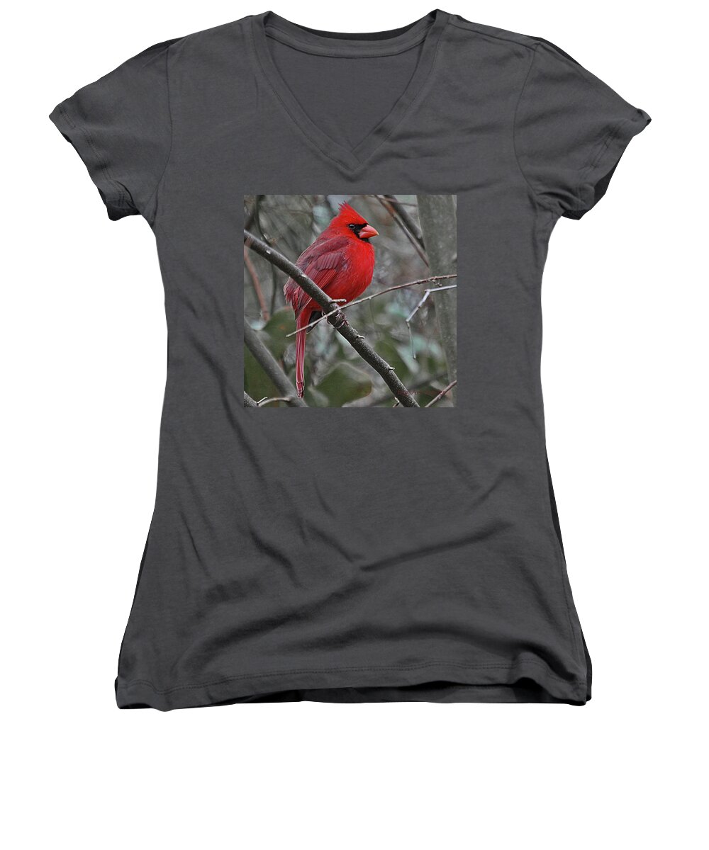 Bird Women's V-Neck featuring the digital art Crimson Cardinal by DigiArt Diaries by Vicky B Fuller