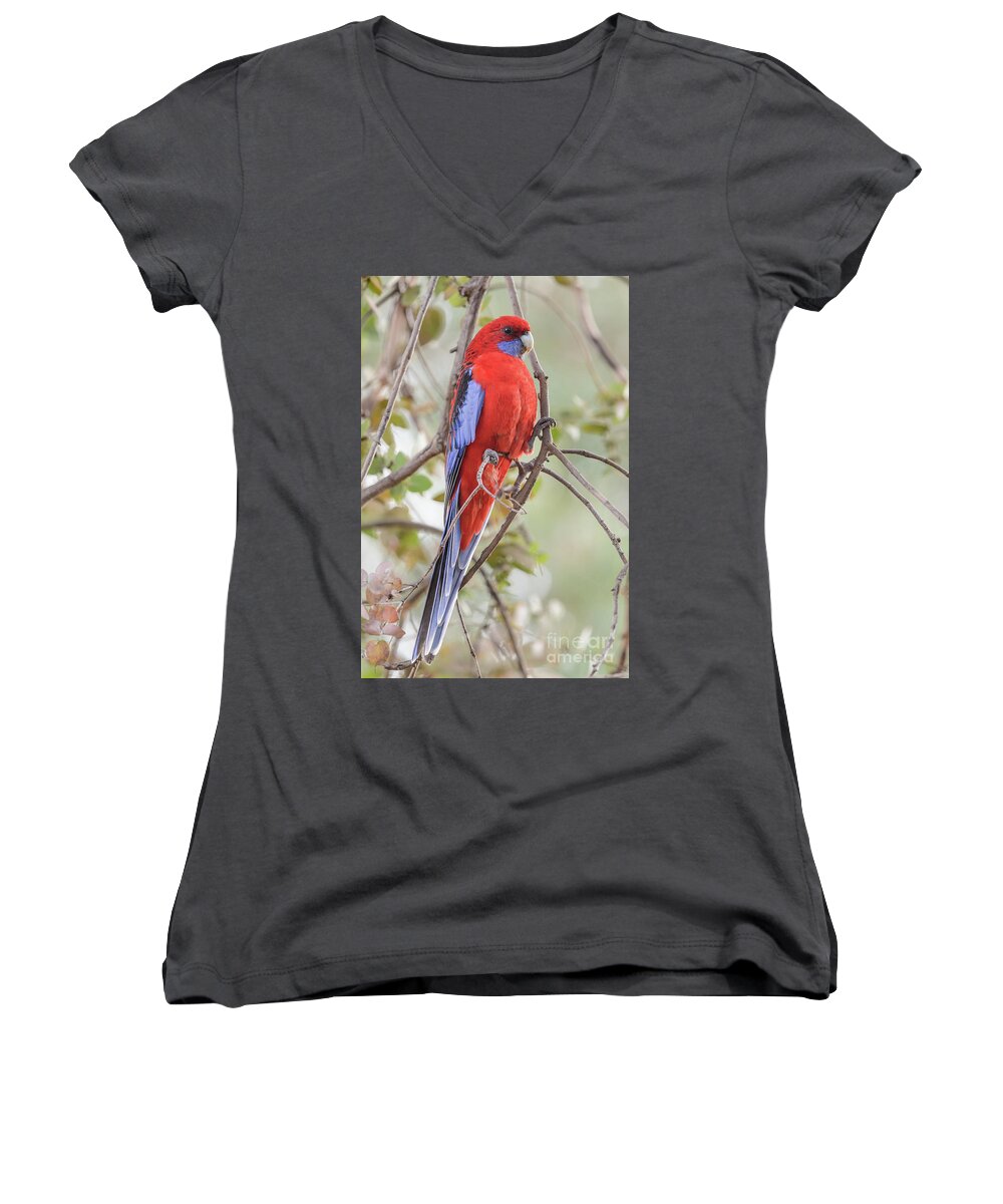 Bird Women's V-Neck featuring the photograph Crimson Rosella 01 by Werner Padarin