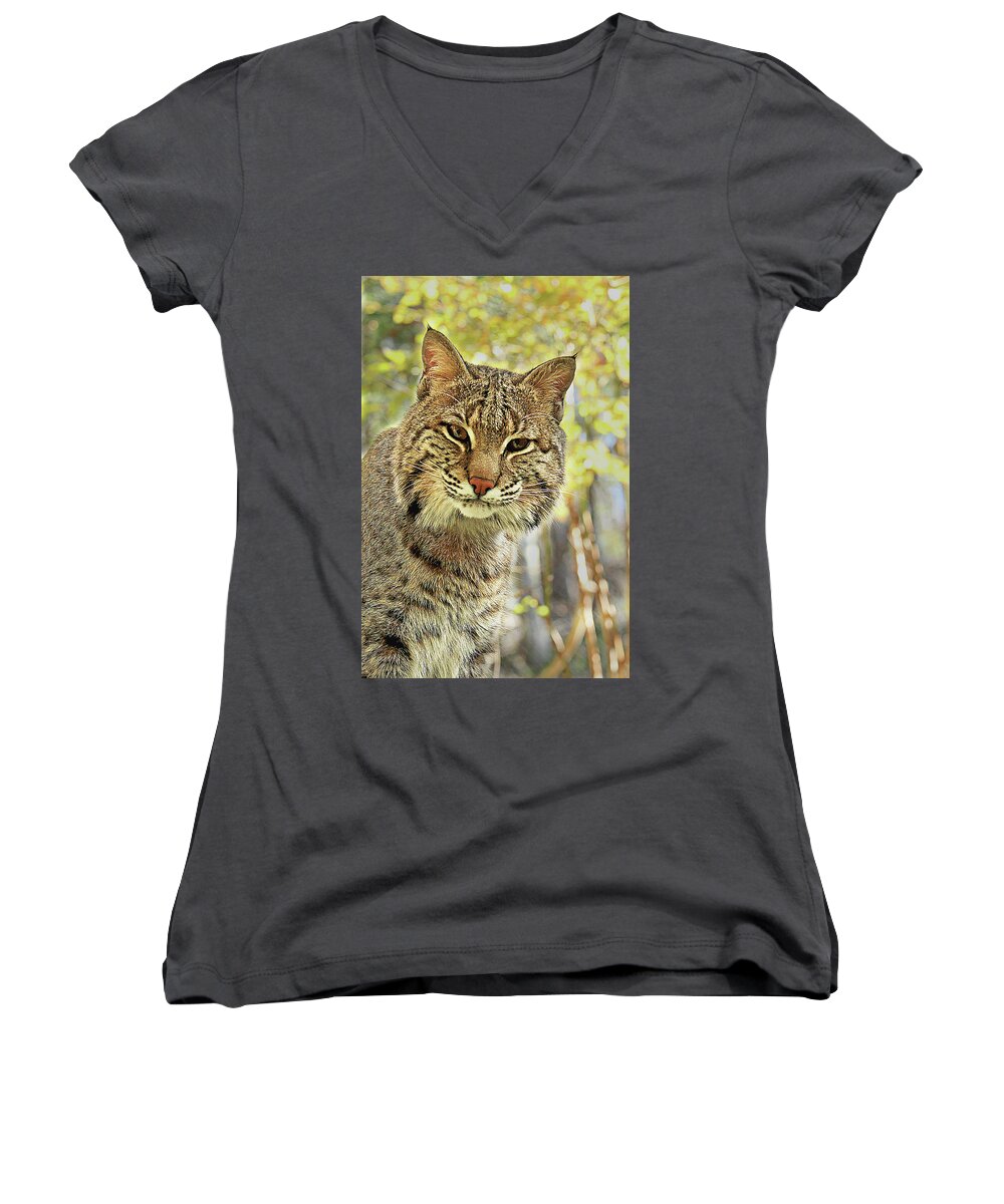Bobcat Women's V-Neck featuring the photograph Curiosity the Bobcat by Jessica Brawley