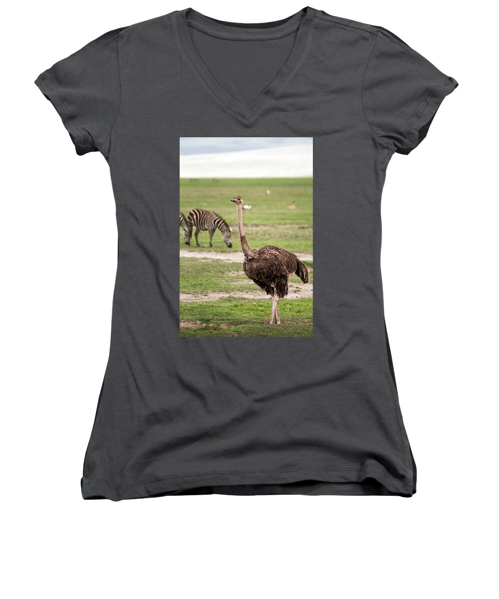 Ostrich Women's V-Neck featuring the photograph Female masai ostrich and zebras in Ngorongoro Crater by RicardMN Photography