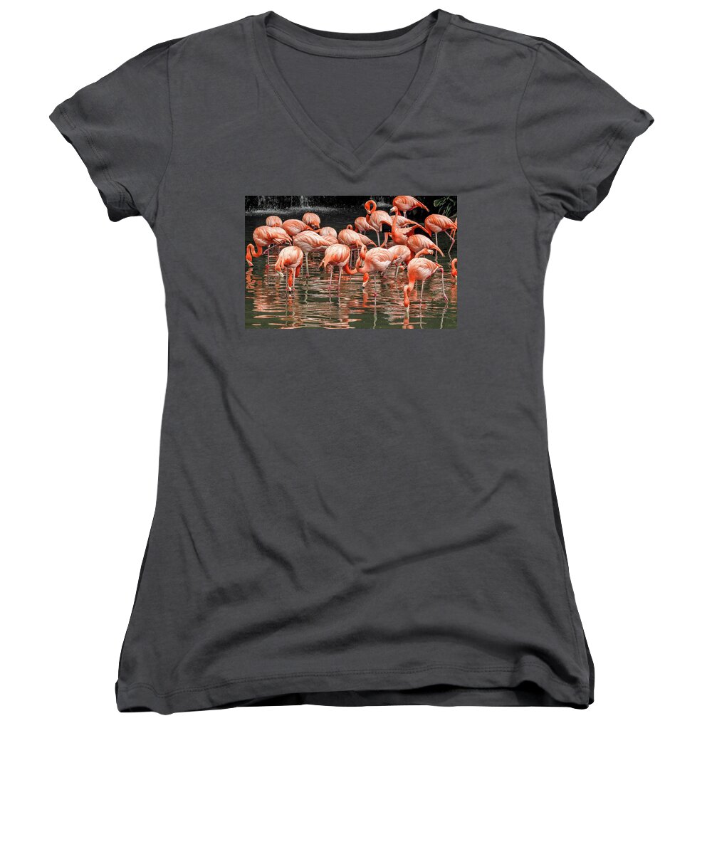 Flamingo Women's V-Neck featuring the photograph Flamingo looking for food by Pradeep Raja Prints