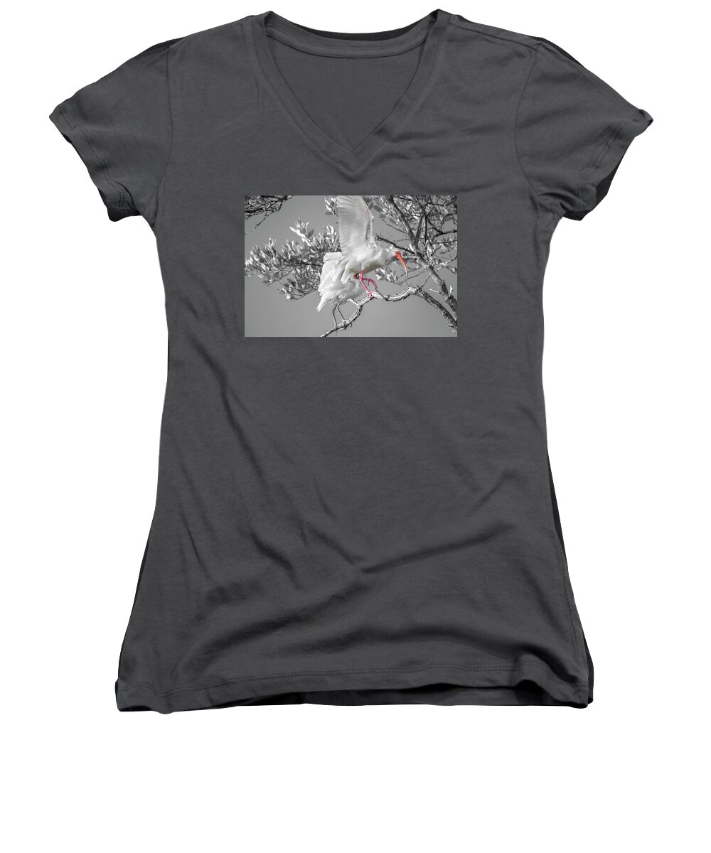 Ibis Women's V-Neck featuring the photograph Florida Keys White Ibis by Betsy Knapp