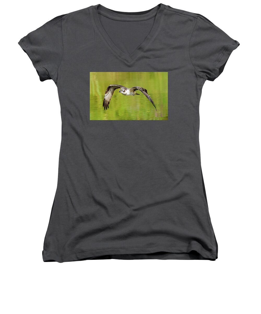 Osprey Women's V-Neck featuring the photograph Flying Osprey by Jerry Cahill
