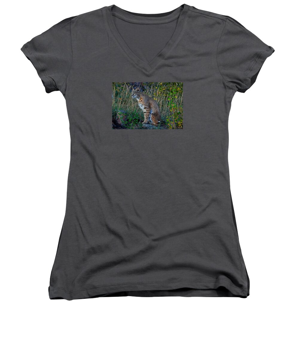 Bobcat Women's V-Neck featuring the photograph Focused On the Hunt by Tranquil Light Photography