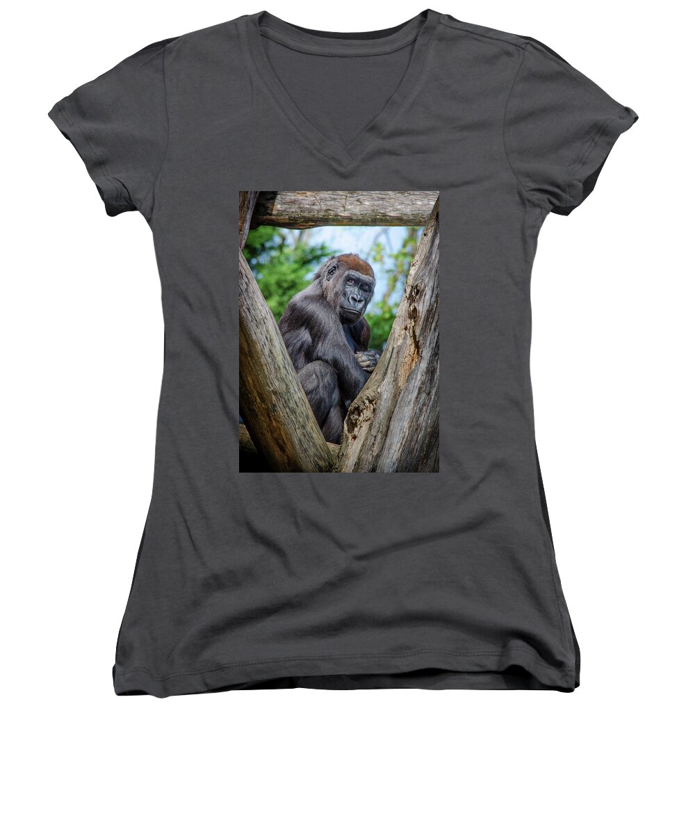 Great Apes Women's V-Neck featuring the photograph Framed by Neil Shapiro