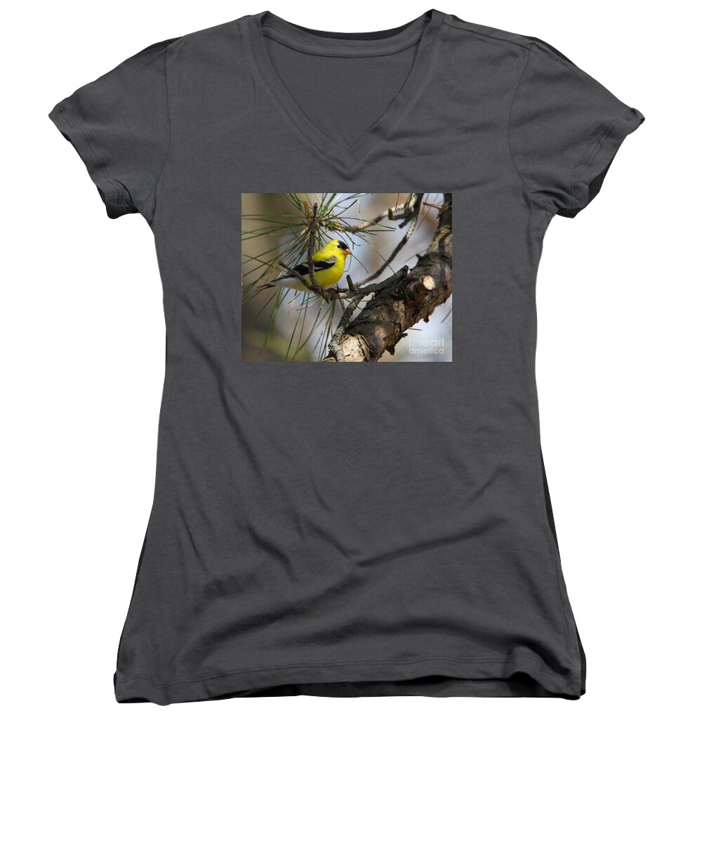 Gold Finch Women's V-Neck featuring the photograph Gold Finch by Roger Becker