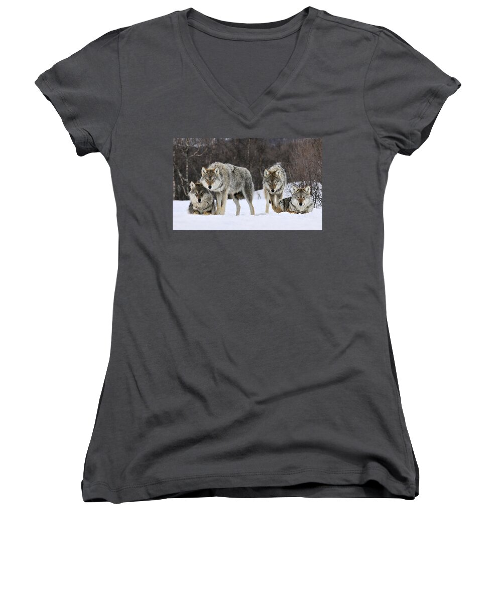00436589 Women's V-Neck featuring the photograph Gray Wolves Norway by Jasper Doest