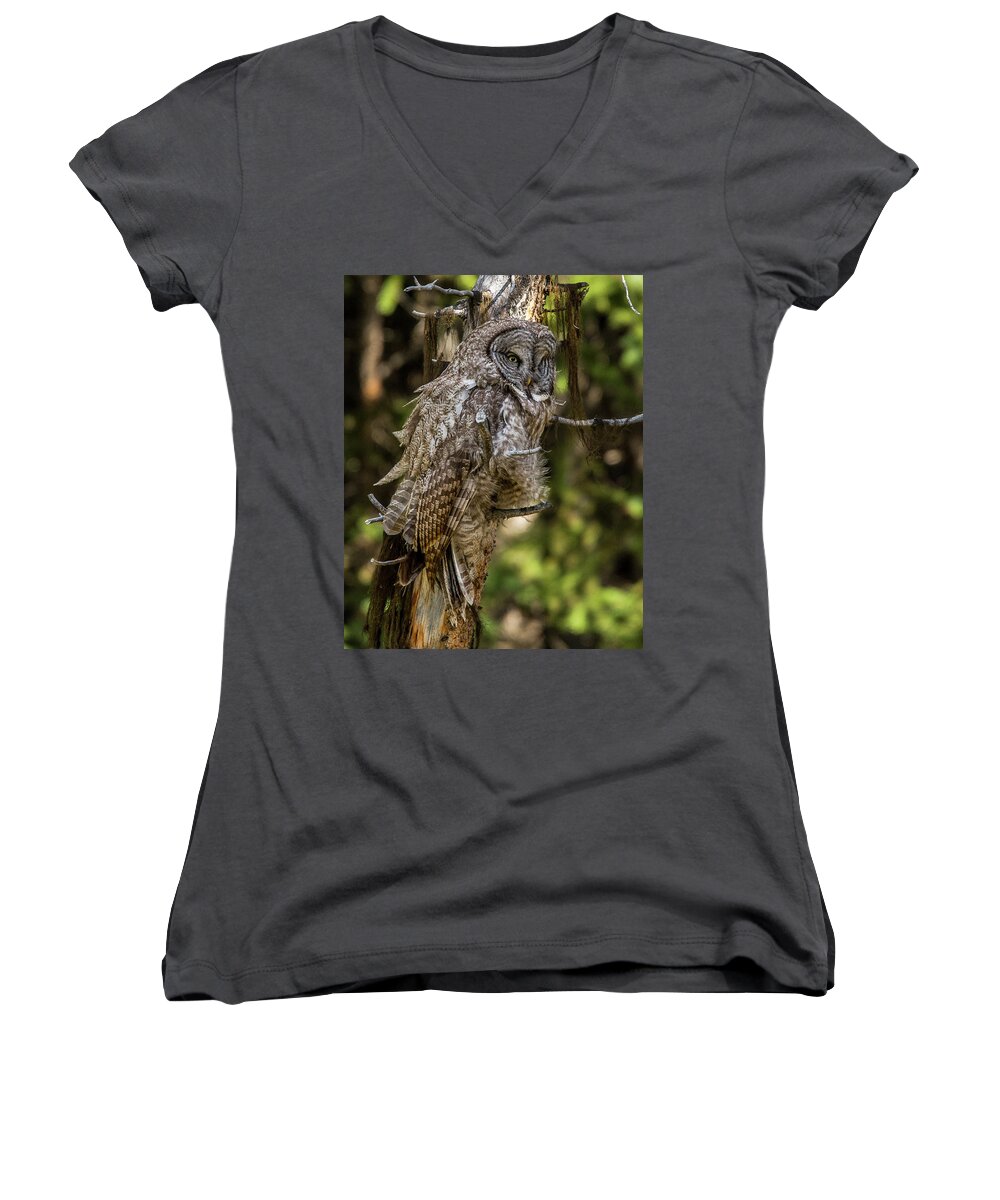 Windy Women's V-Neck featuring the photograph Great Grey Owl In Windy Spring by Yeates Photography