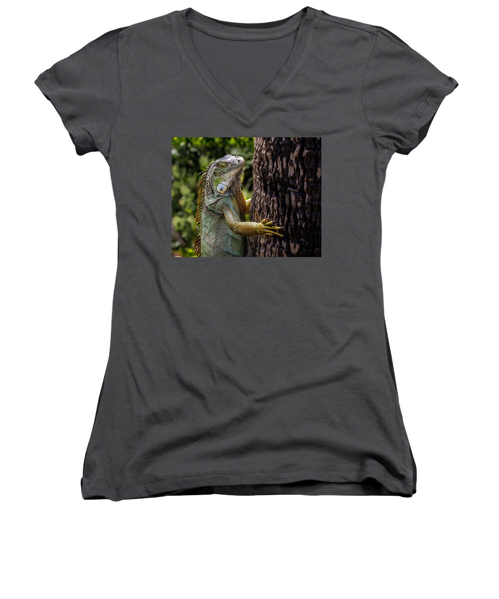 Florida Women's V-Neck featuring the photograph Green Iguana by Ron Pate