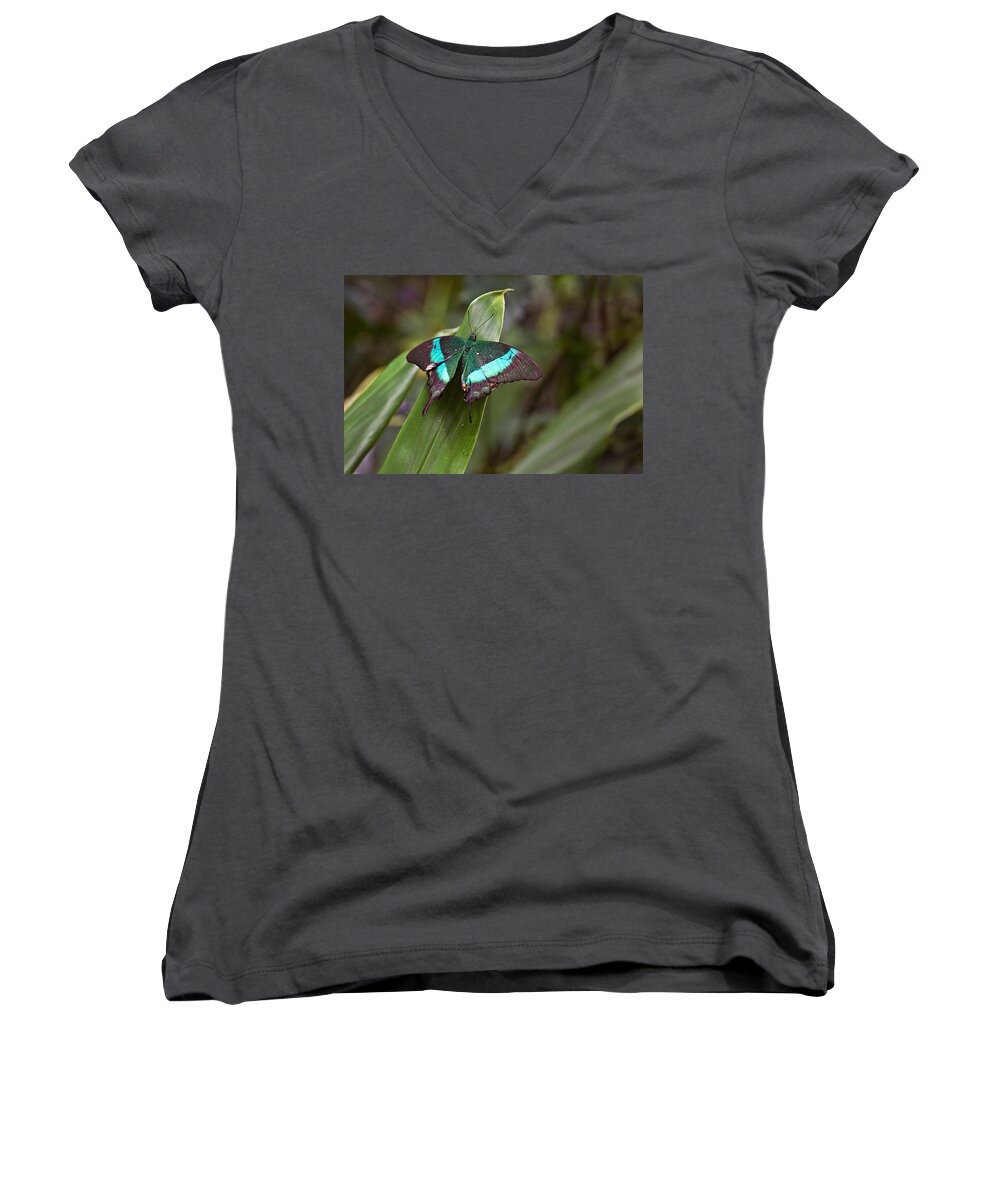 Insect Women's V-Neck featuring the photograph Green Moss Peacock Butterfly by Peter J Sucy