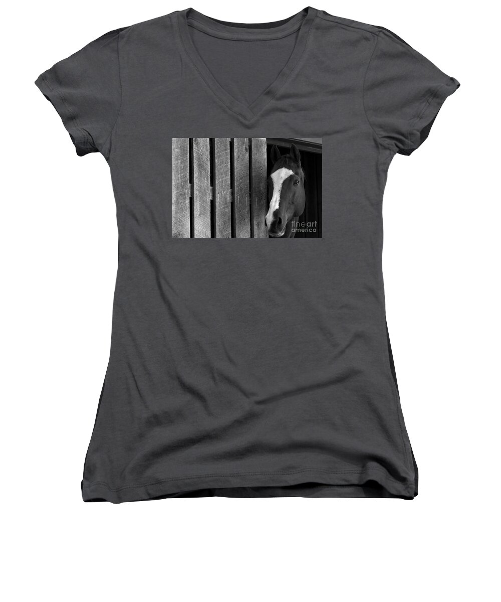 Horse Women's V-Neck featuring the photograph Handsome T by Angela Rath