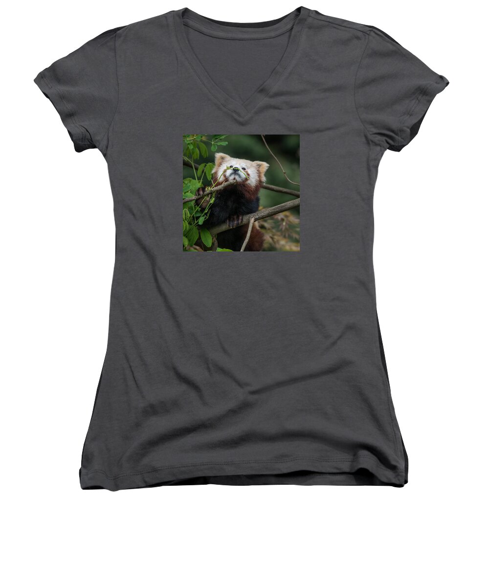 Red Panda Women's V-Neck featuring the photograph Heavenwards by Greg Nyquist