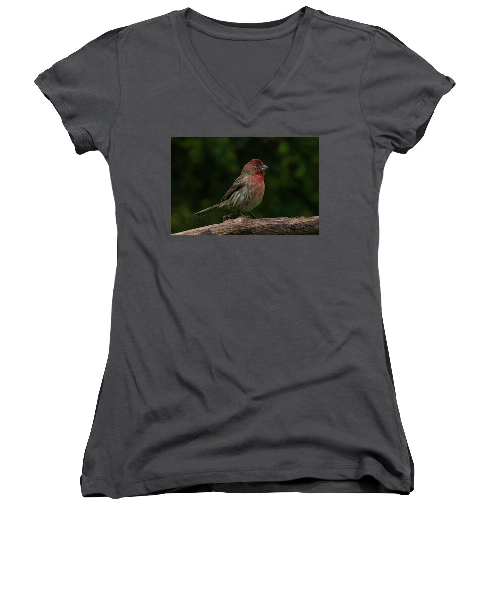 Bird Women's V-Neck featuring the photograph House Finch 2 by Kenneth Cole