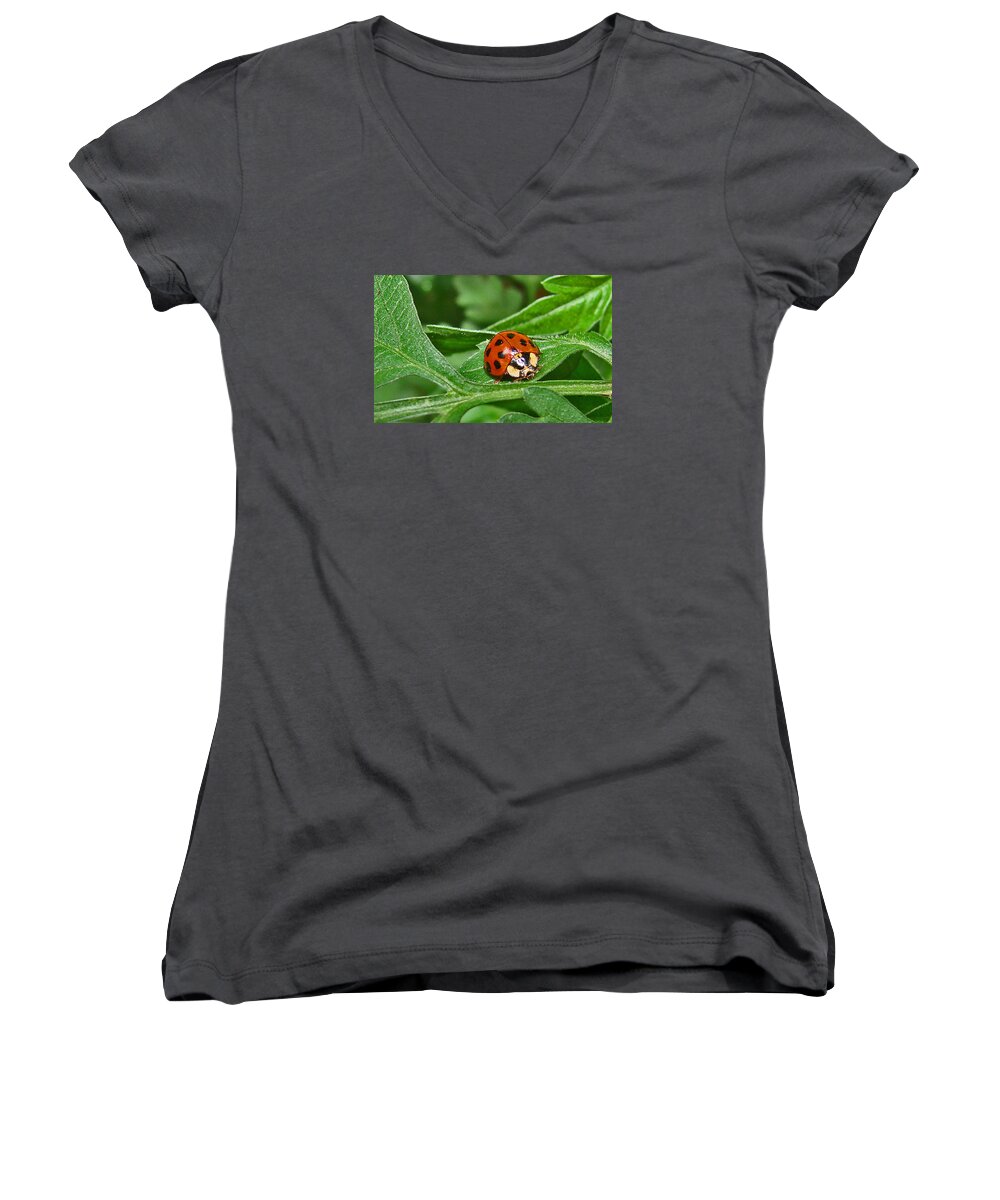 Bugs Women's V-Neck featuring the photograph Lady bug by Mary Halpin