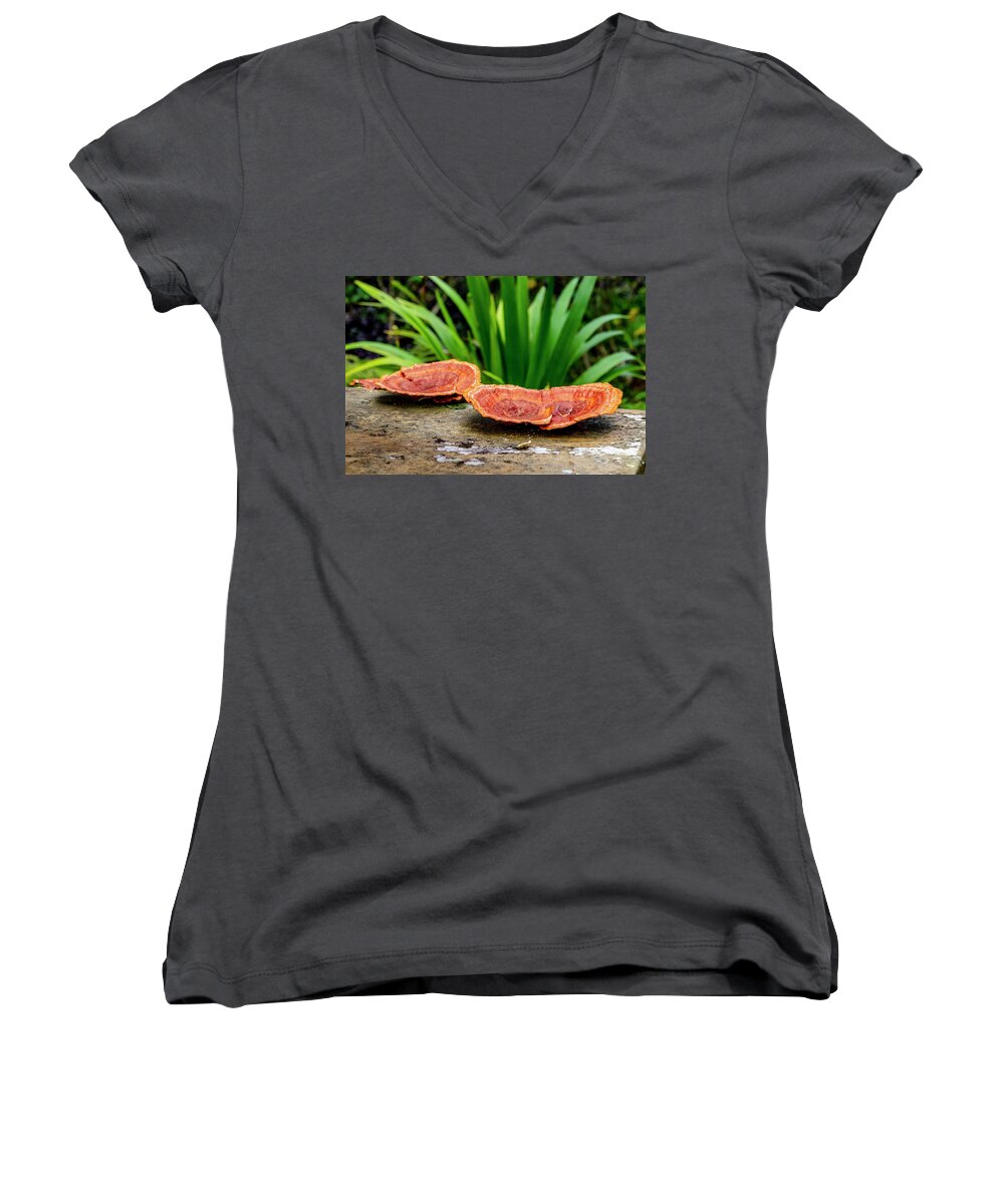 Log Women's V-Neck featuring the photograph Life on a Log by Daniel Murphy