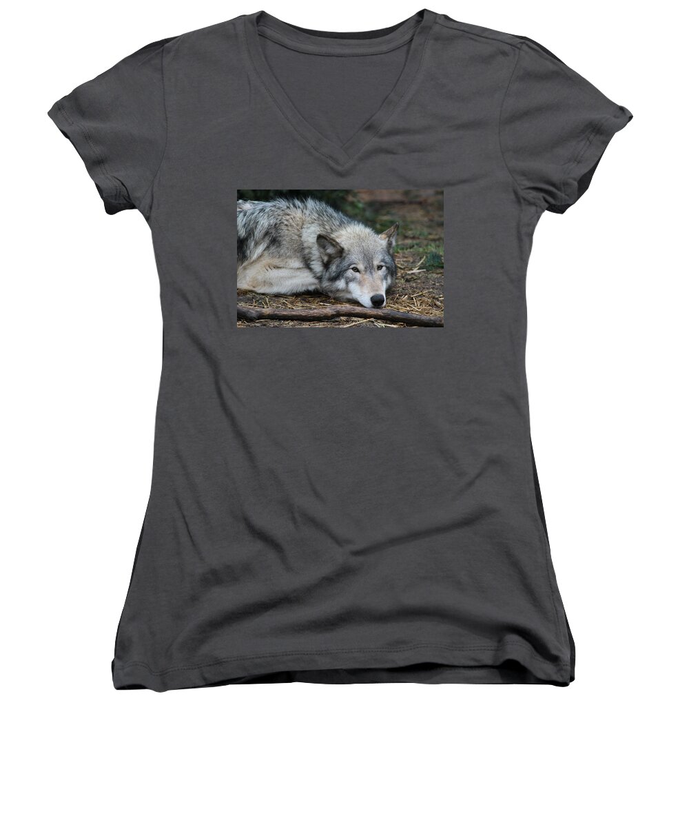 Wolf Women's V-Neck featuring the photograph Lying in Wait by Laddie Halupa