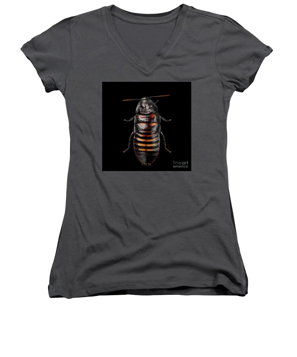 Cockroach Women's V-Neck featuring the photograph Madagascar hissing cockroach by Sergey Taran