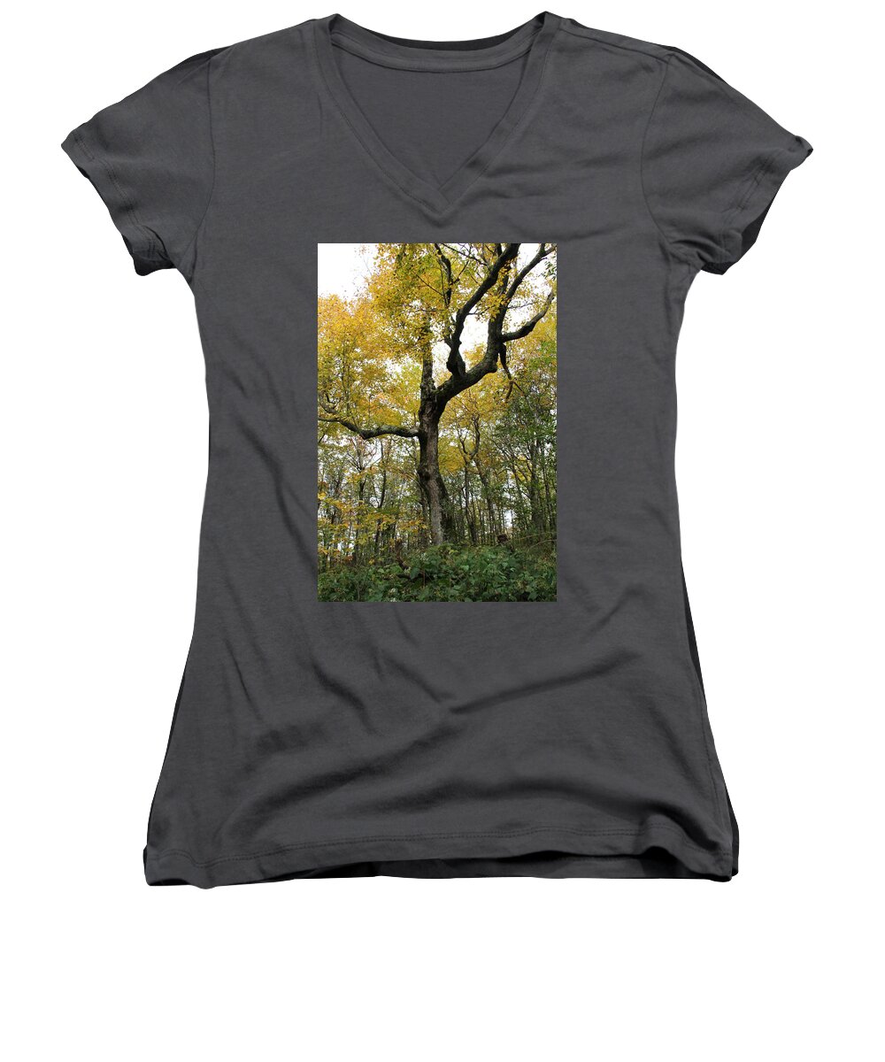 Tree Women's V-Neck featuring the photograph Majestic Tree by Allen Nice-Webb