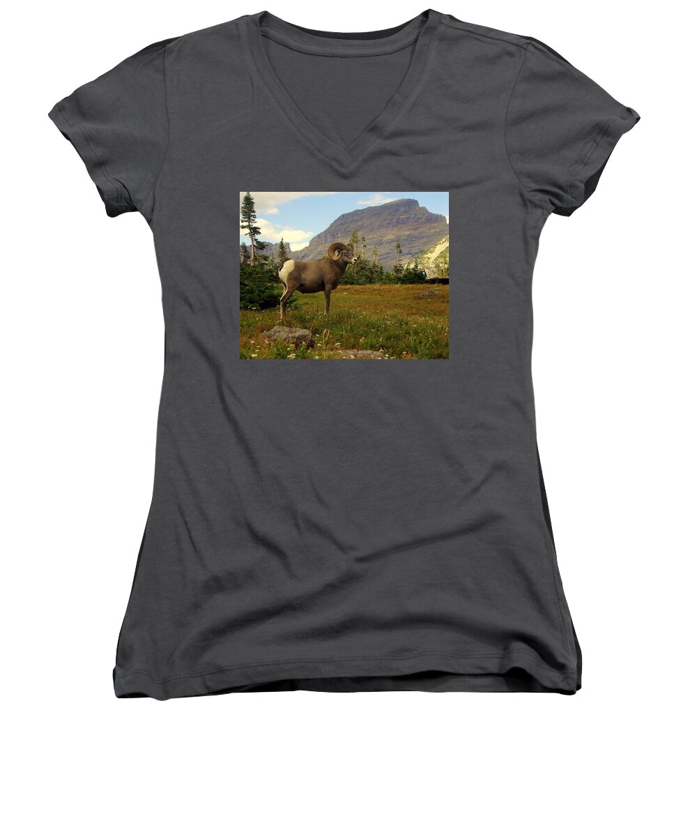 Big Horn Sheep Women's V-Neck featuring the photograph Master of his Domain by Marty Koch