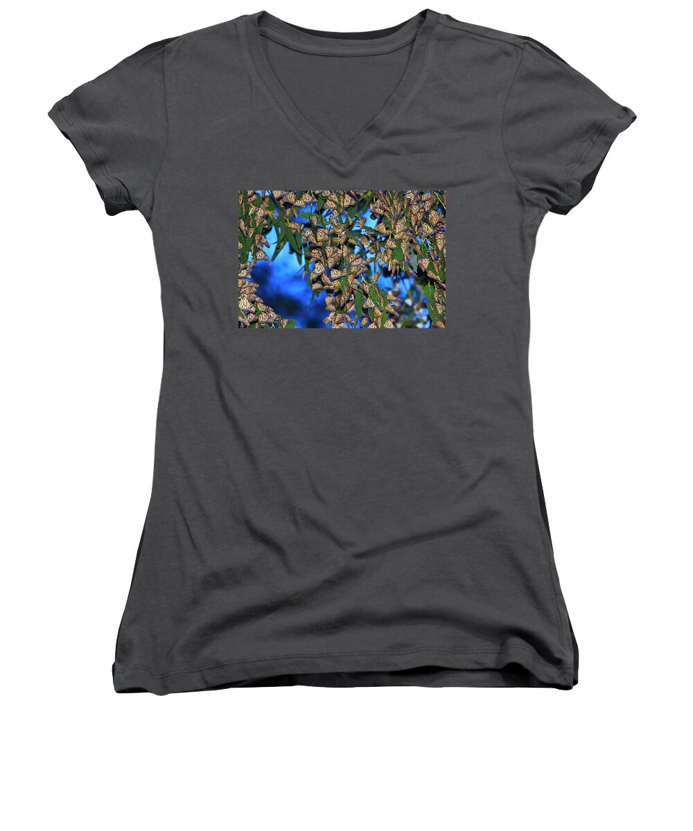 Monarch Cluster Women's V-Neck featuring the photograph Monarchs by Beth Sargent