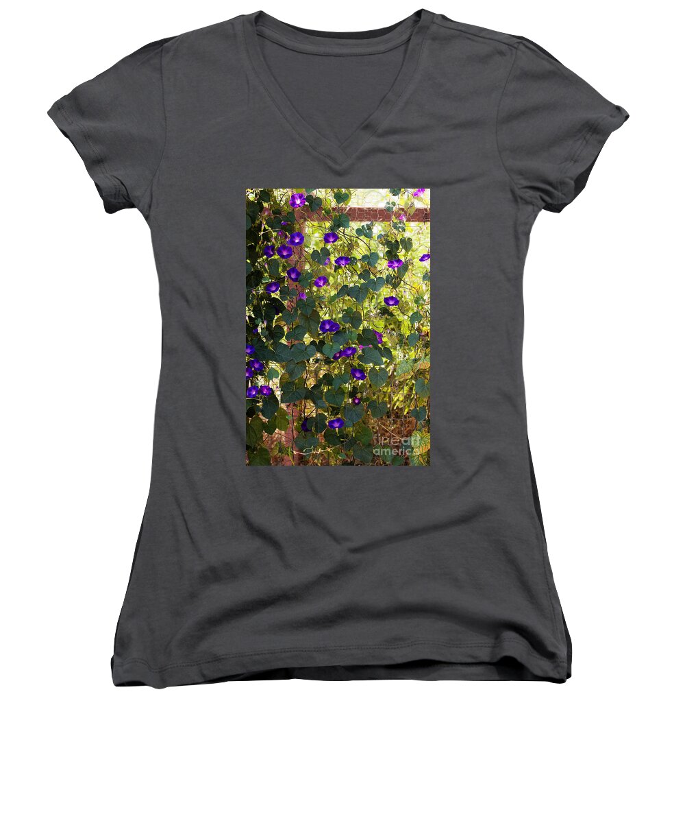 Purple Women's V-Neck featuring the photograph Morning Glories by Margie Hurwich