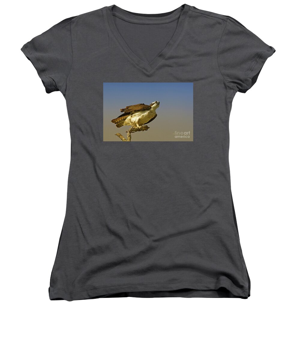 Osprey Women's V-Neck featuring the photograph My Pose For You by Deborah Benoit