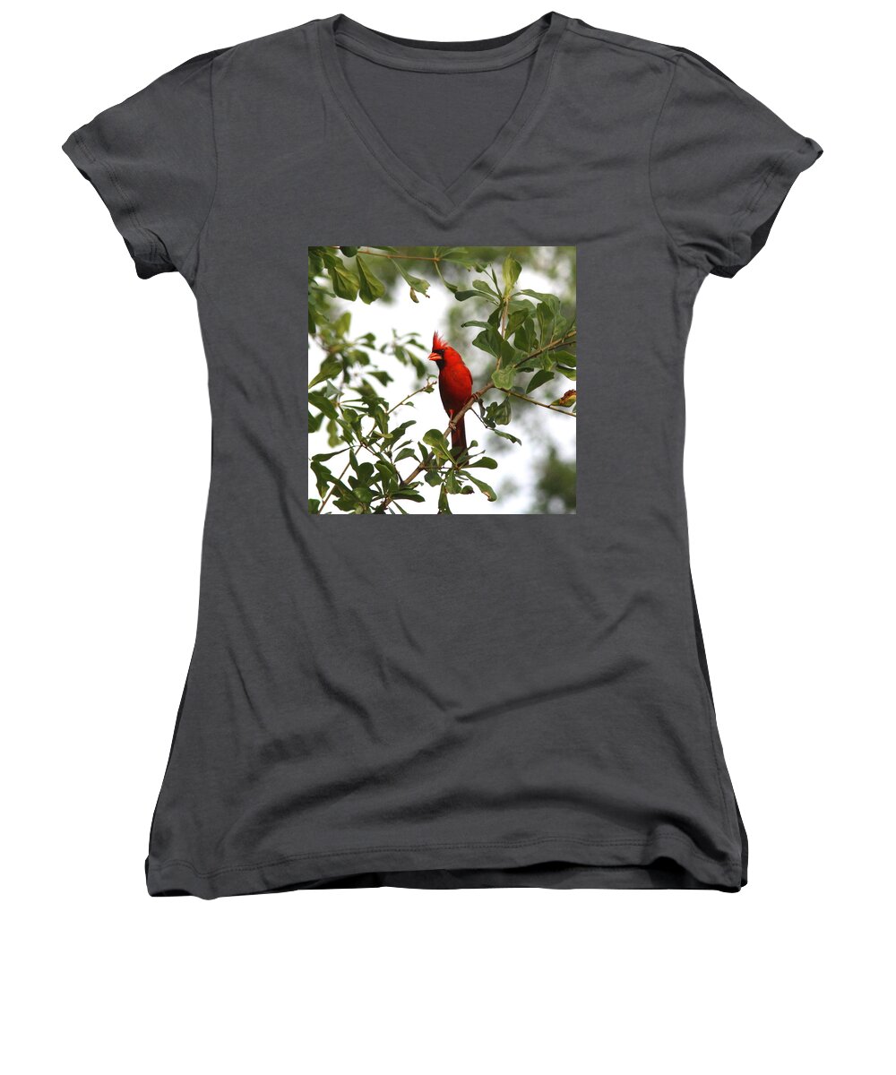 Northern Cardinal Women's V-Neck featuring the photograph Northern Cardinal - In the Wind by Travis Truelove