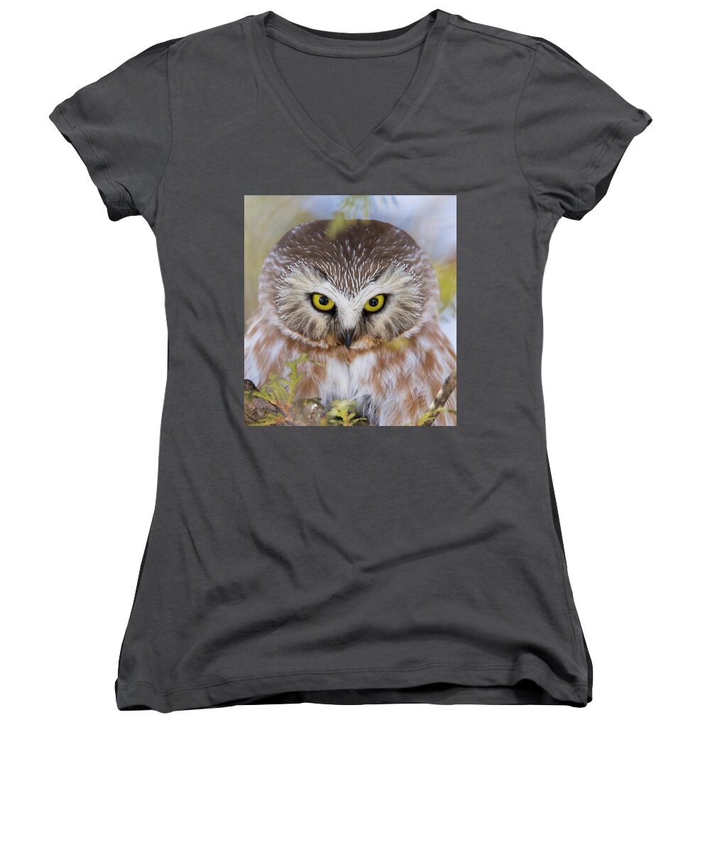 Northern Saw-whet Owl Women's V-Neck featuring the photograph Northern Saw-whet Owl Portrait by Mircea Costina Photography