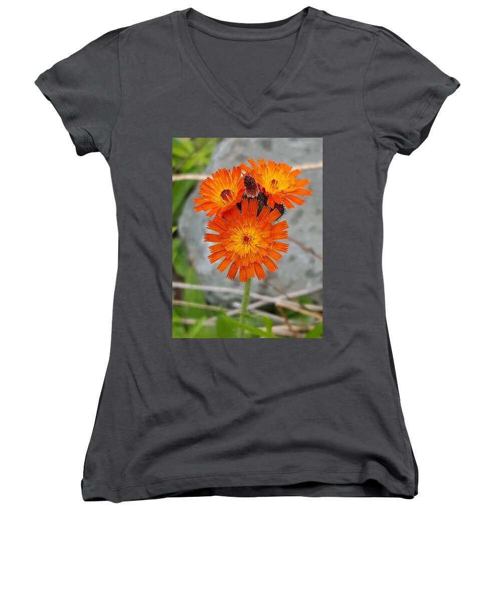 Lupins Women's V-Neck featuring the photograph Orange Hawkweed by Michael Graham